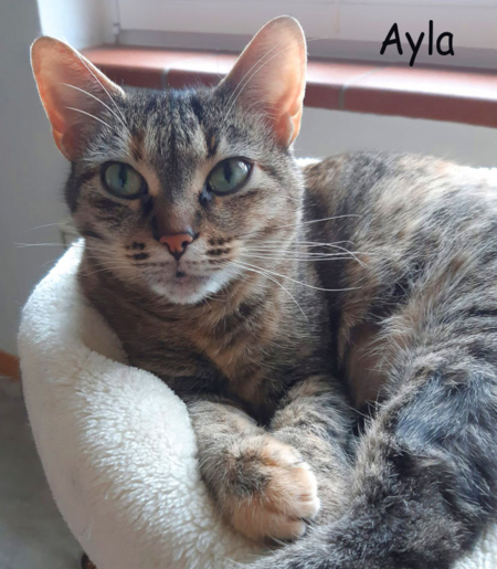 Ayla – hübsche Katze mit eigenem Kopf