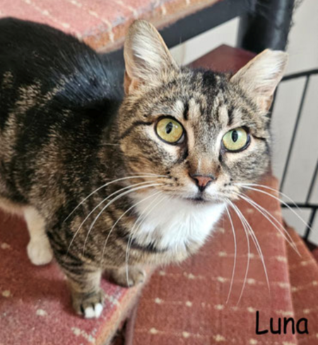Luna ist eine Schmusekatze