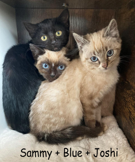 Sammy – Blue – Joshi