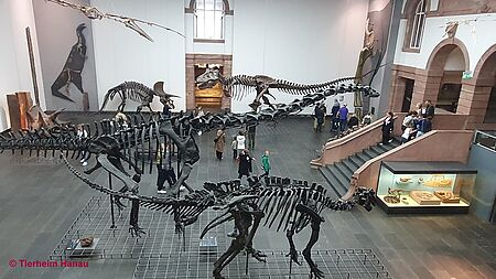 Ausflug Senckenberg Museum 3
