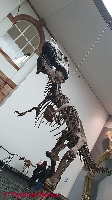 Ausflug Senckenberg Museum 1