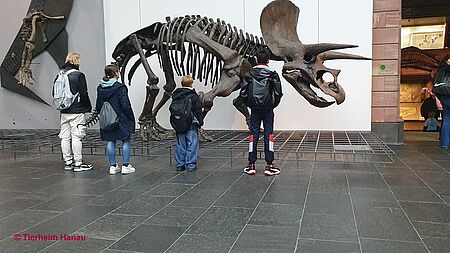 Ausflug Senckenberg Museum 2